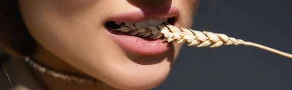 Vista parziale di giovane donna che morde spikelet di grano su grigio scuro, banner — Foto stock