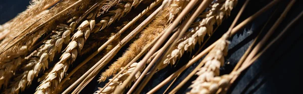 Close up of ripe wheat spikelets on dark grey, banner — Stock Photo