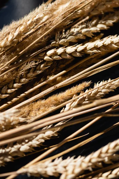 Primo piano di illuminazione su punte di grano mature — Foto stock