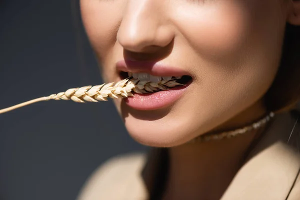 Частичный вид молодой женщины, кусающей пшеничные шипы на темно-серой — стоковое фото