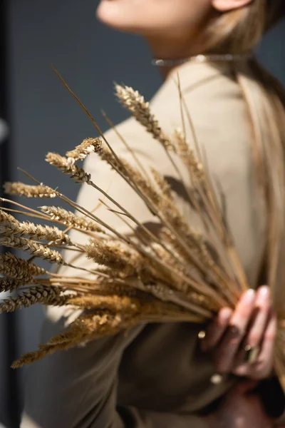 Reife Weizenstacheln mit Frau auf unscharfem und dunkelgrauem Hintergrund — Stockfoto