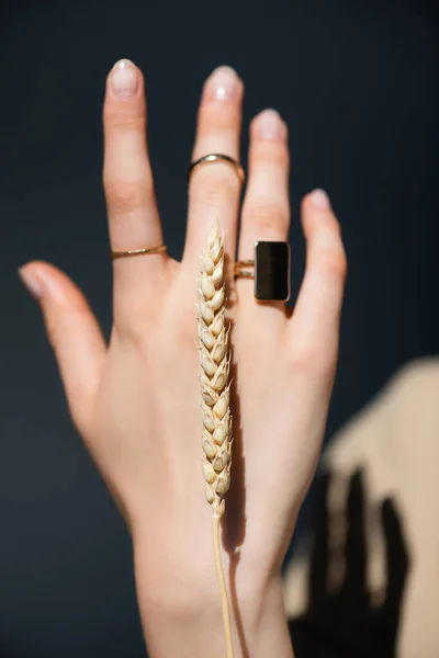 Vista recortada de la mano femenina con anillos en los dedos cerca de espiguilla de trigo en gris oscuro - foto de stock