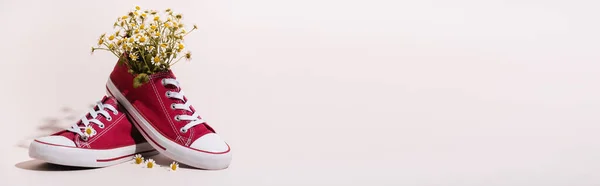 Lässige rote Turnschuhe mit Kamille auf weißem Hintergrund, Banner — Stockfoto