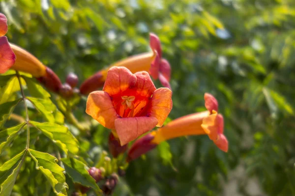 Hermosa Flor Flor Naranja — Foto de Stock