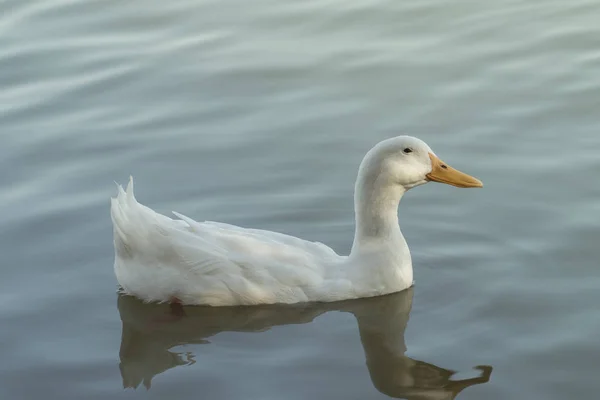 Bonito Pato Branco Flutuando Riacho — Fotografia de Stock
