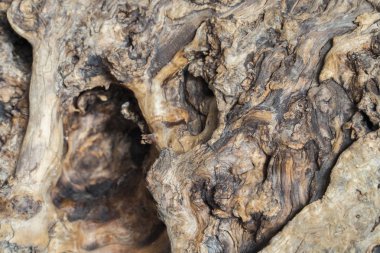 Eski Zeytin ağacı gövde detay