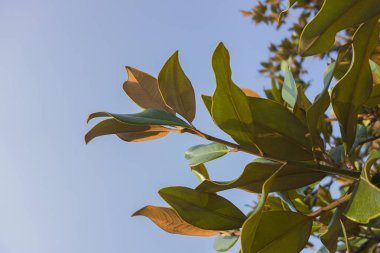 Gökyüzü ve kauçuk ağaç