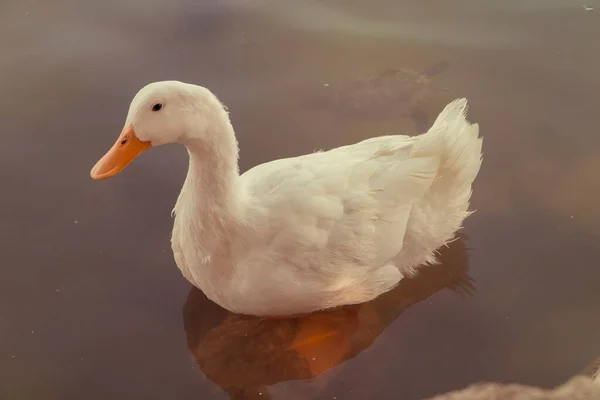 Pato Blanco Nadando Lago —  Fotos de Stock