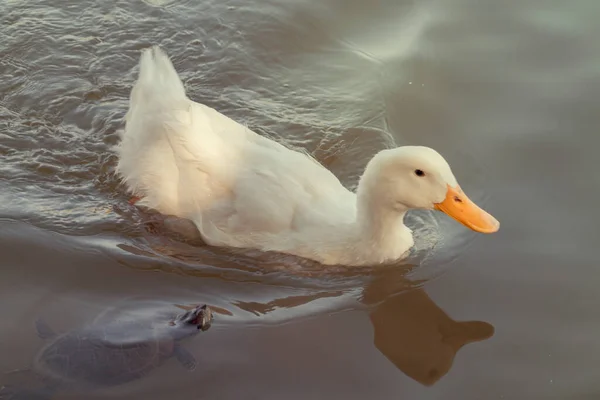 Vit Anka Som Simmar Sjön — Stockfoto