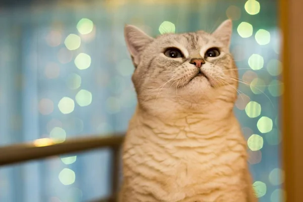 Silver Tabby British Cat — Stock Photo, Image