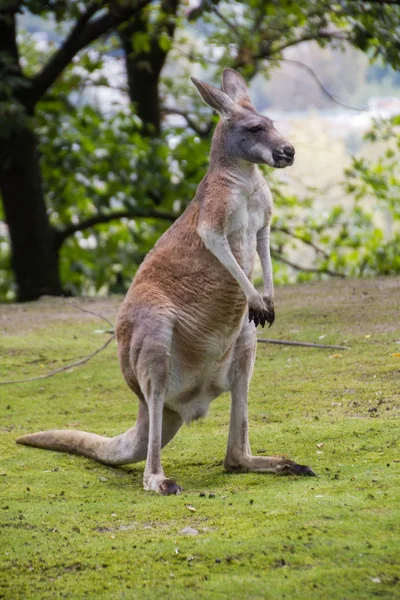 Känguru på fältet — Stockfoto