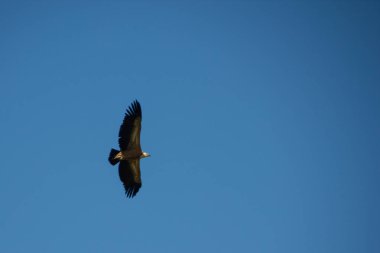 gökyüzünde kartal soars