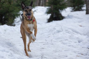 Köpek kış Parkta yürümek çalıştırmak