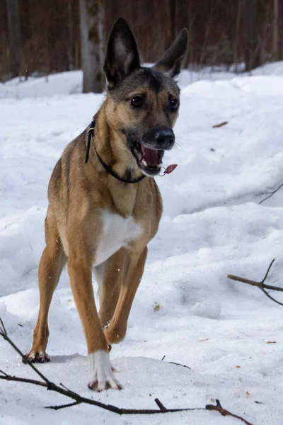 Bir kış Parkta yürümek üstünde a kira kontratı üstünde köpek