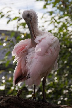 Renkli bir Roseate Spoonbill kuş.