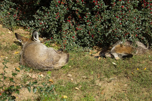 Two bat-eared foxes sleeping under the berry bush