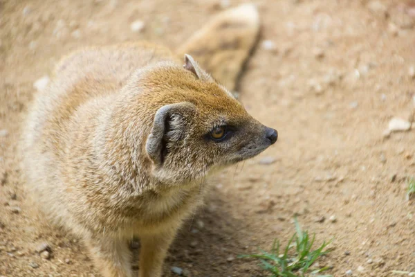 Portret żółty mongoose — Zdjęcie stockowe