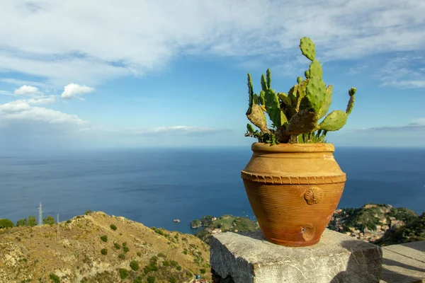 Cactus dans un pot sur le fond de la mer — Photo
