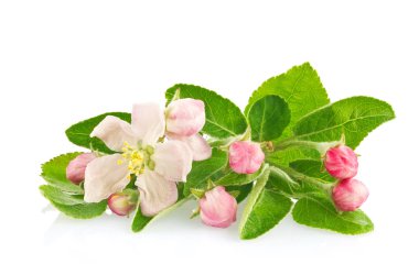 Çiçek yaprakları ve tomurcukları elma ağacının