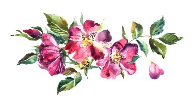 Güzel el çekilmiş suluboya gül.