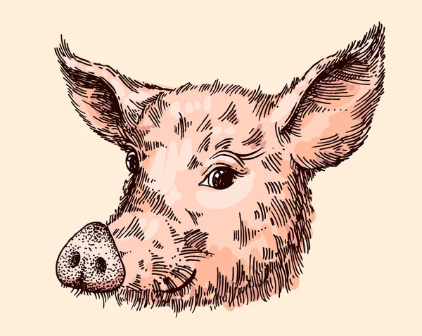 Dibujo dibujado a mano ilustración vector cerdo. Símbolo del año nuevo 2019 — Archivo Imágenes Vectoriales