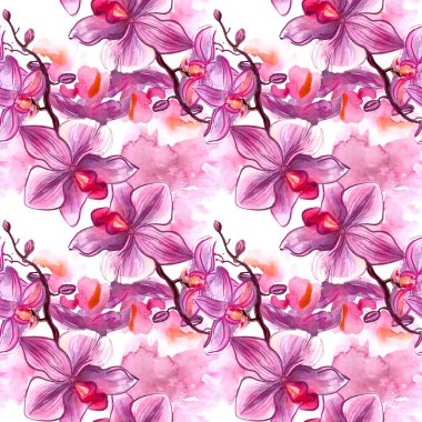 Sulu boya resimde erkek Singapur orkide el boyalı.