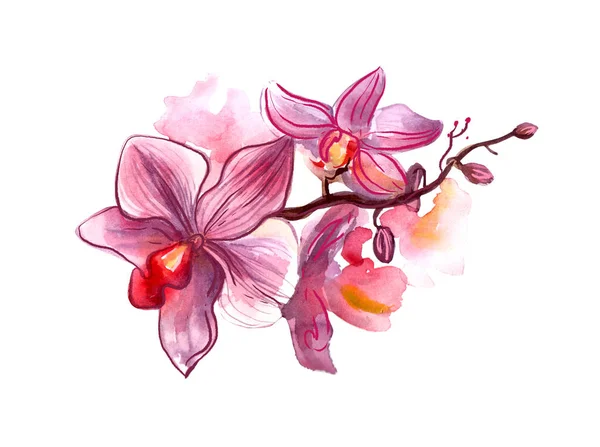 Handgeschilderde aquarel orchid — Stockfoto