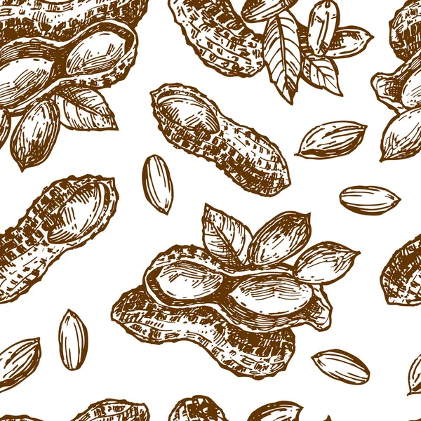 Иллюстрация арахисового наброска. Ручной рисунок красивый набор арахиса . — стоковый вектор