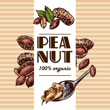 Fıstık kroki Illustration. El çizilmiş güzel zemin somun seti.