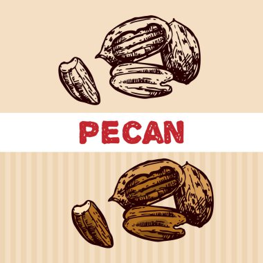 Fındık çizim illüstrasyon. Güzel el illlustration çizilmiş