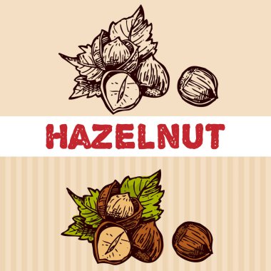 Fındık çizim illüstrasyon. Güzel el illlustration çizilmiş