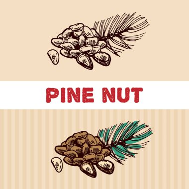 Fındık çizim illüstrasyon. Güzel el illlustration çizilmiş