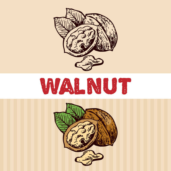 Иллюстрация орехов. Красивая ручная иллюстрация
