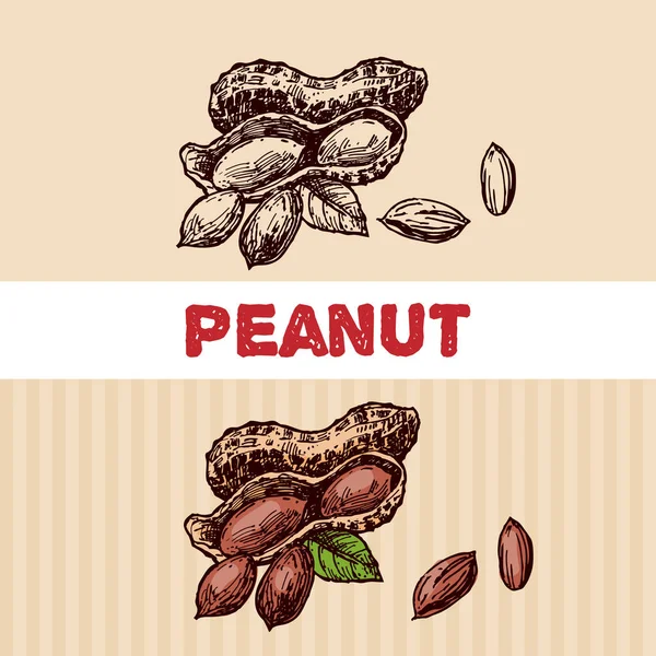 Illustration de croquis de noix. Belle illustration dessinée à la main — Image vectorielle