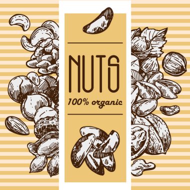 Fındık set kroki tarzı gıda illüstrasyonları. El çizilmiş güzel resimler