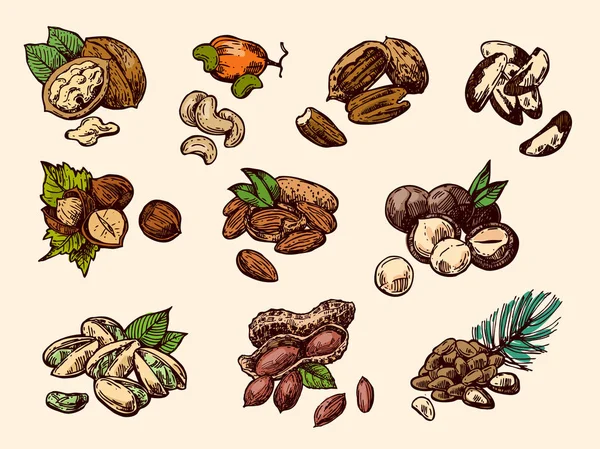 NUTS meghatározott vázlat stílusú élelmiszer-illusztrációk. Kézzel rajzolt szép képek — Stock Vector