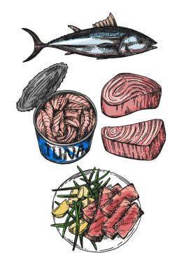 Tuna çizim vektör illüstrasyon. Balık ile resim elle çizilmiş set.