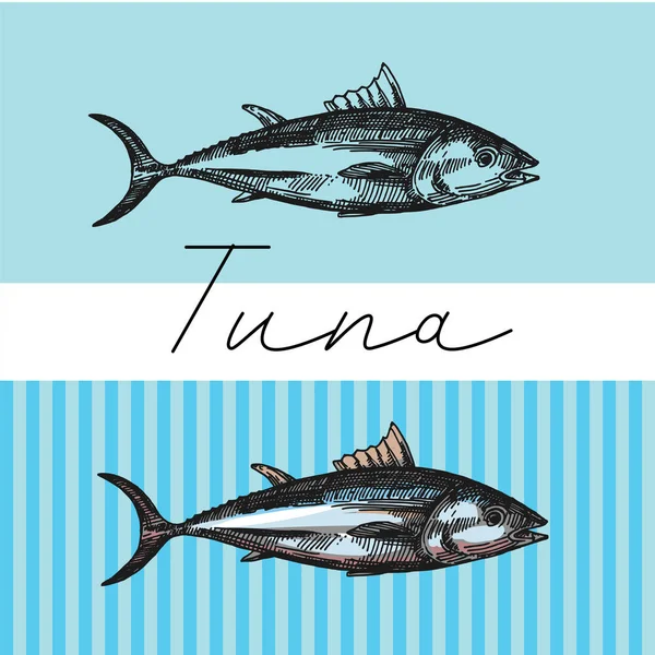 Illustrazione vettoriale del tonno schizzo. Serie disegnata a mano di quadri con pesce. Illustrazioni alimentari per menu di cura . — Vettoriale Stock