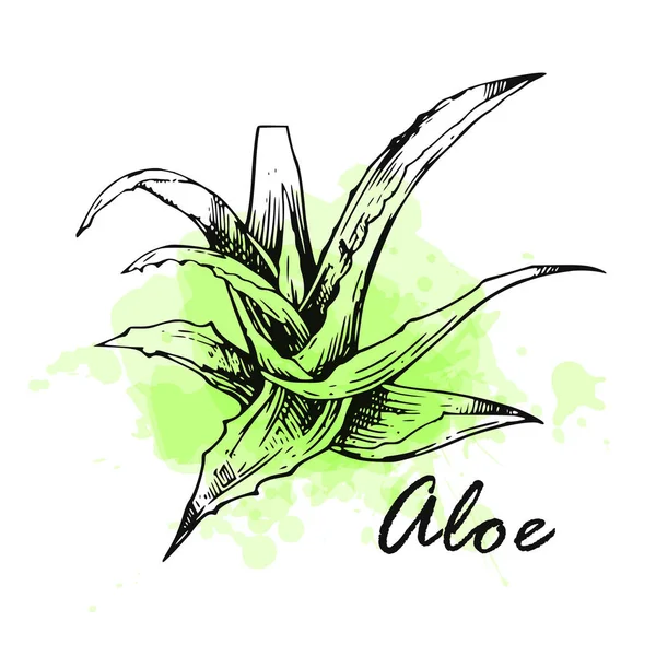 Aloe vera esboço ilustração vetorial. Estilo desenhado à mão . — Vetor de Stock