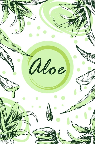 Aloe vera sketch vector illustration. Hand drawn style. — Stock Illustration Aloe vera sketch vector illustration. Hand drawn style. Stock Vector