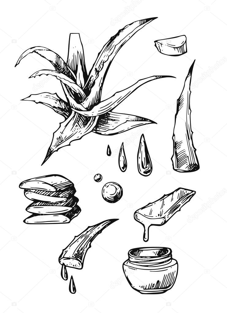 Aloe vera sketch vector illustration. Hand drawn style.