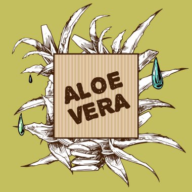 Aloe vera çizim vektör illüstrasyon. Elle çizilmiş stil.