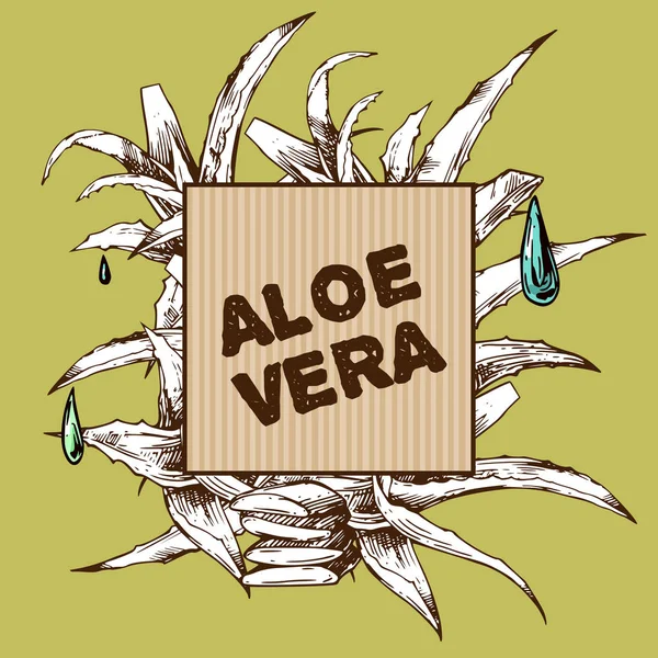 Aloe Vera Skizze Vektorillustration. Handgezeichneter Stil. — Stockvektor