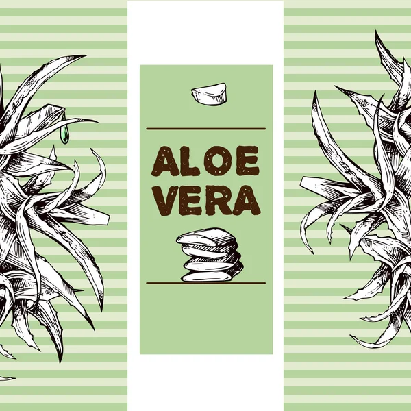 Aloe vera çizim vektör illüstrasyon. Elle çizilmiş stil.