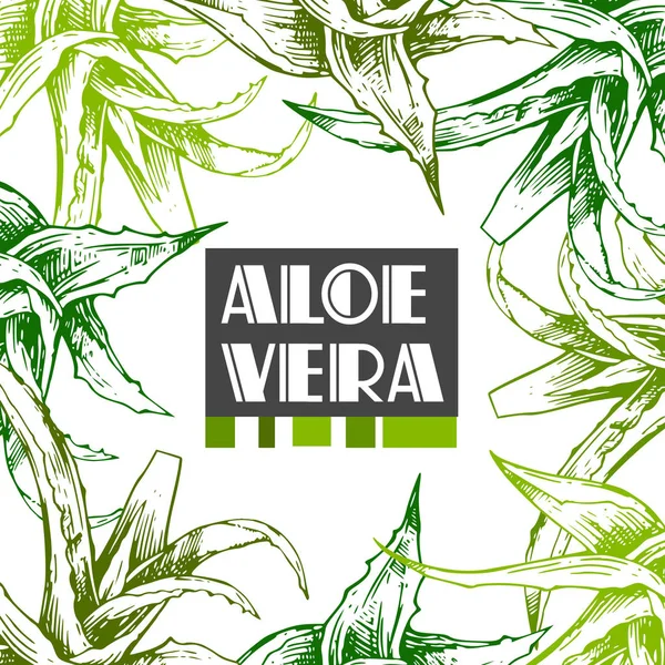 Aloe vera sketch vector illustration. Hand drawn style. — Stock Illustration Aloe vera sketch vector illustration. Hand drawn style. Vector Graphics