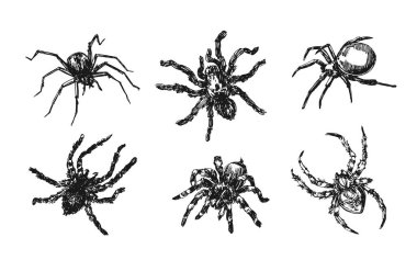 Örümcek çizim vektör çizim il. Elle çizilmiş stil resmi.