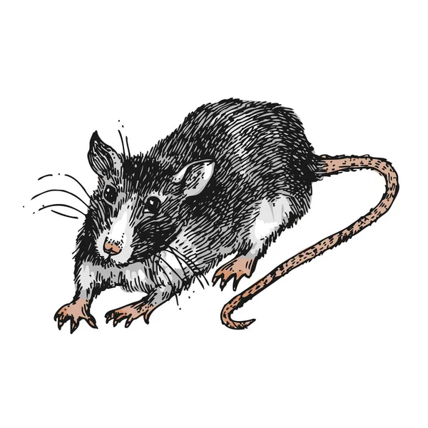 Rattenskizze Vektor-Illustrationen. Handgezeichnetes Bild mit Maus. — Stockvektor