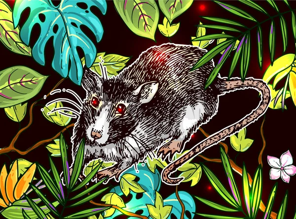 Illustrations vectorielles de croquis de rat. Image dessinée à la main avec la souris . . — Image vectorielle