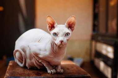 Evinde Sphynx kedisi var. Kılsız kedi.