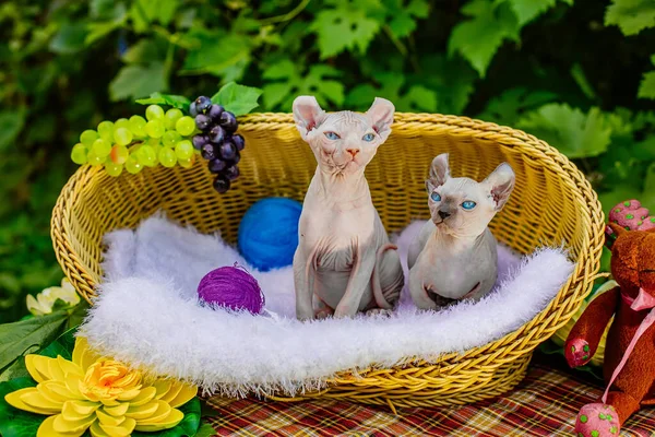 Sphynx hairless cat in nature. Sphinx in a wooden basket in the garden.